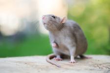 Dératiser un immeuble : se débarrasser des rats et souris