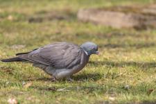 Pigeons : les risques et comment s’en débarrasser