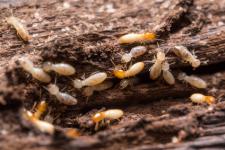 Termites dans parties communes d'un immeuble