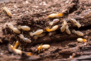 Termites dans parties communes d'un immeuble