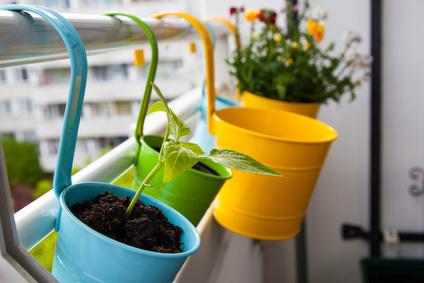 Pots de fleurs sur balcons : règles, lois et conseils