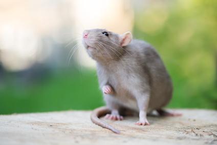 Appareil à ultrasons pour chasser les souris et rats dans une grande maison