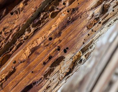 Les solutions contre les termites en immeuble