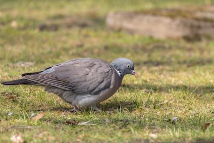 Pose de filets anti-pigeons au dessus des moteurs de ventilation