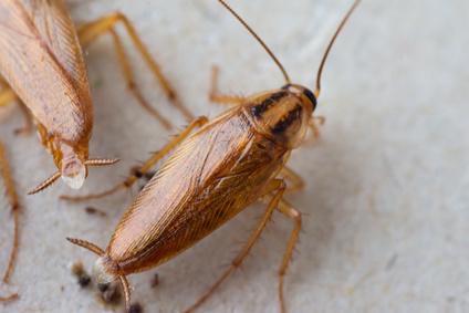 Comment se débarrasser des cafards dans son appartement ? 